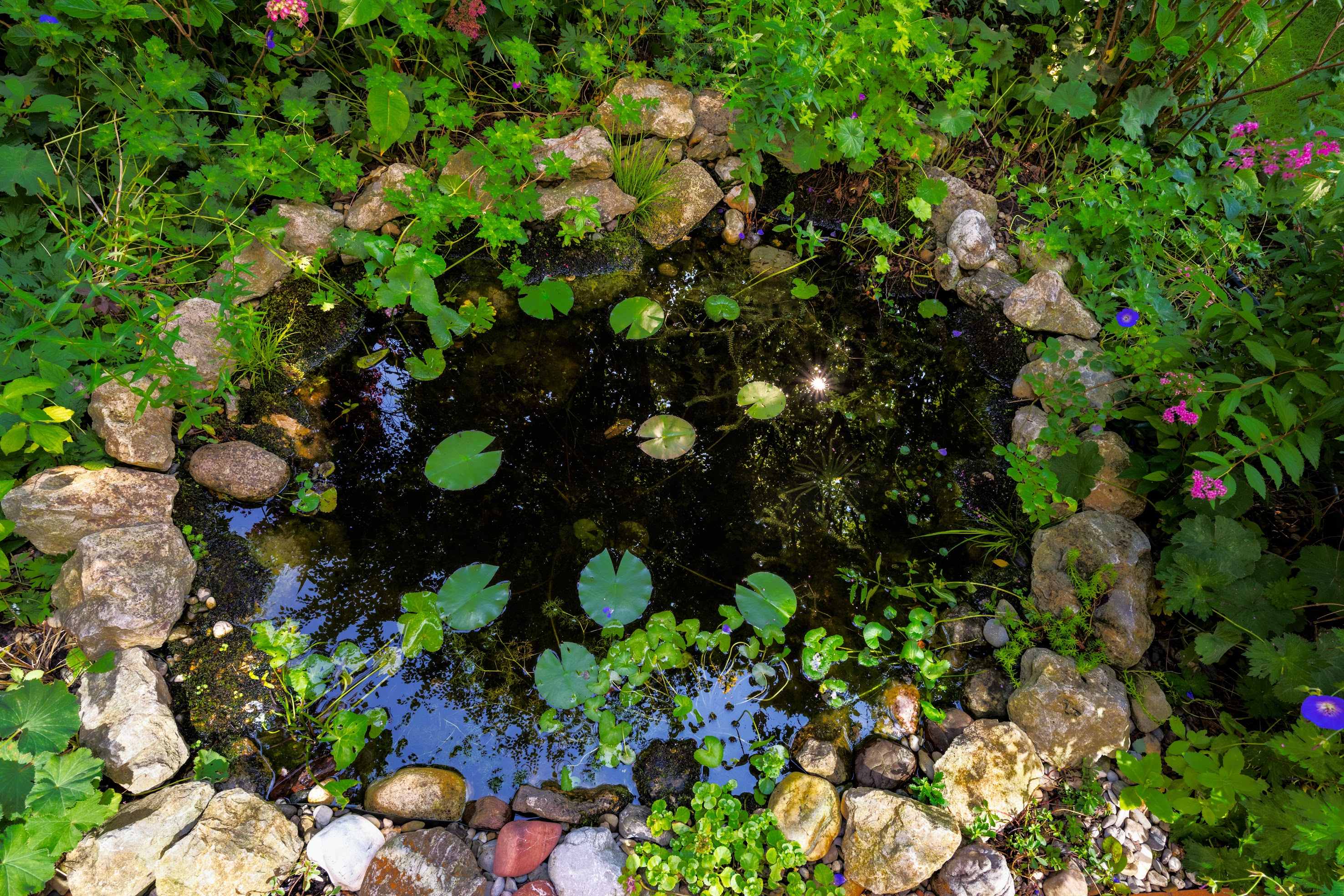 Serene natural pond with lily pads and lush greenery